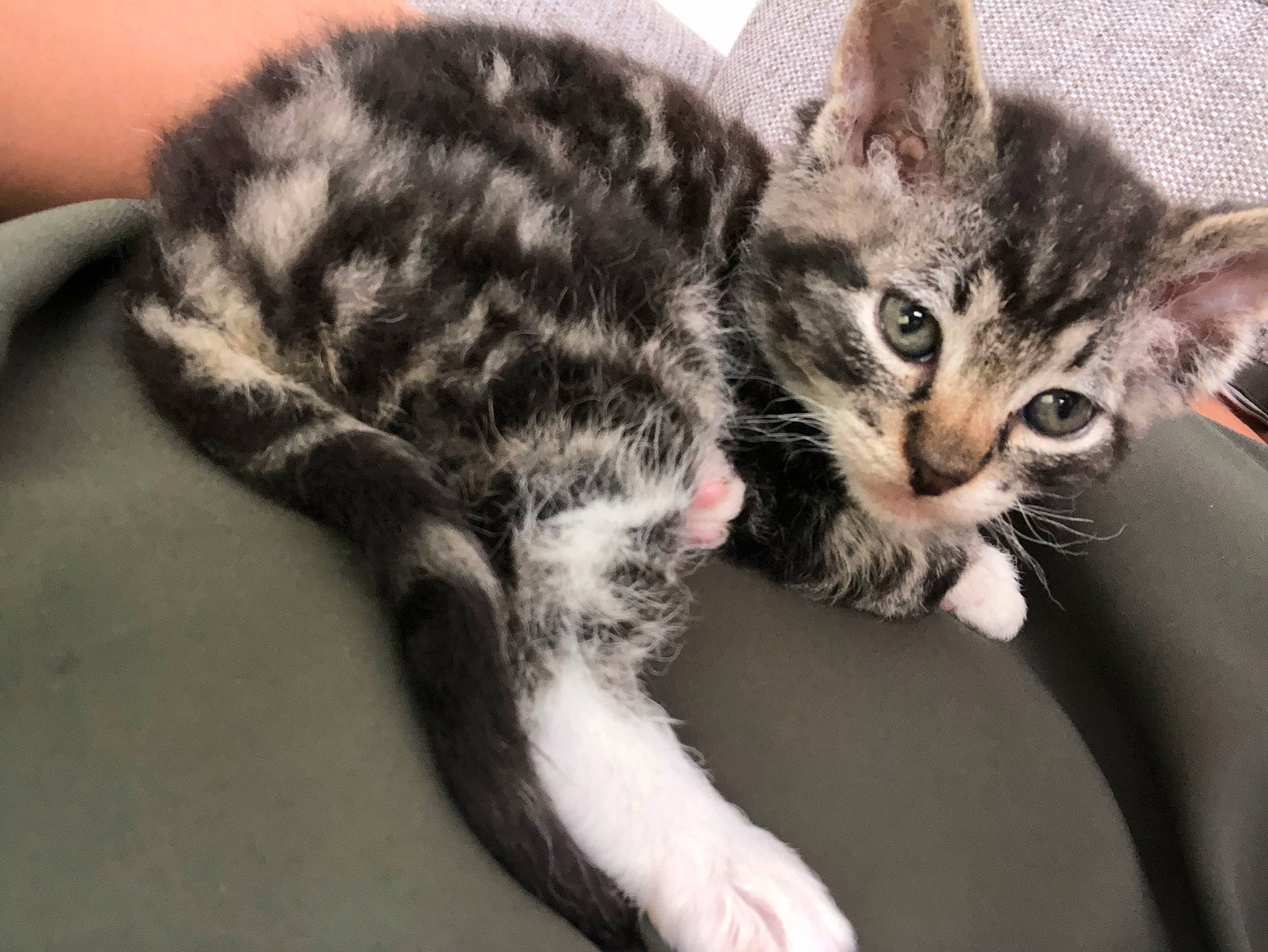 Teggs is registered to the contest to win money with this photo: american_shorthair, american_wirehair, asian, australian_mist, california_spangled, carnivore, cat, domestic_short_haired_cat, dragon_li, egyptian_mau, european_shorthair, felidae, fur, kitten, mammal, polydactyl_cat, small_to_medium_sized_cats, tabby_cat, vertebrate, whiskers