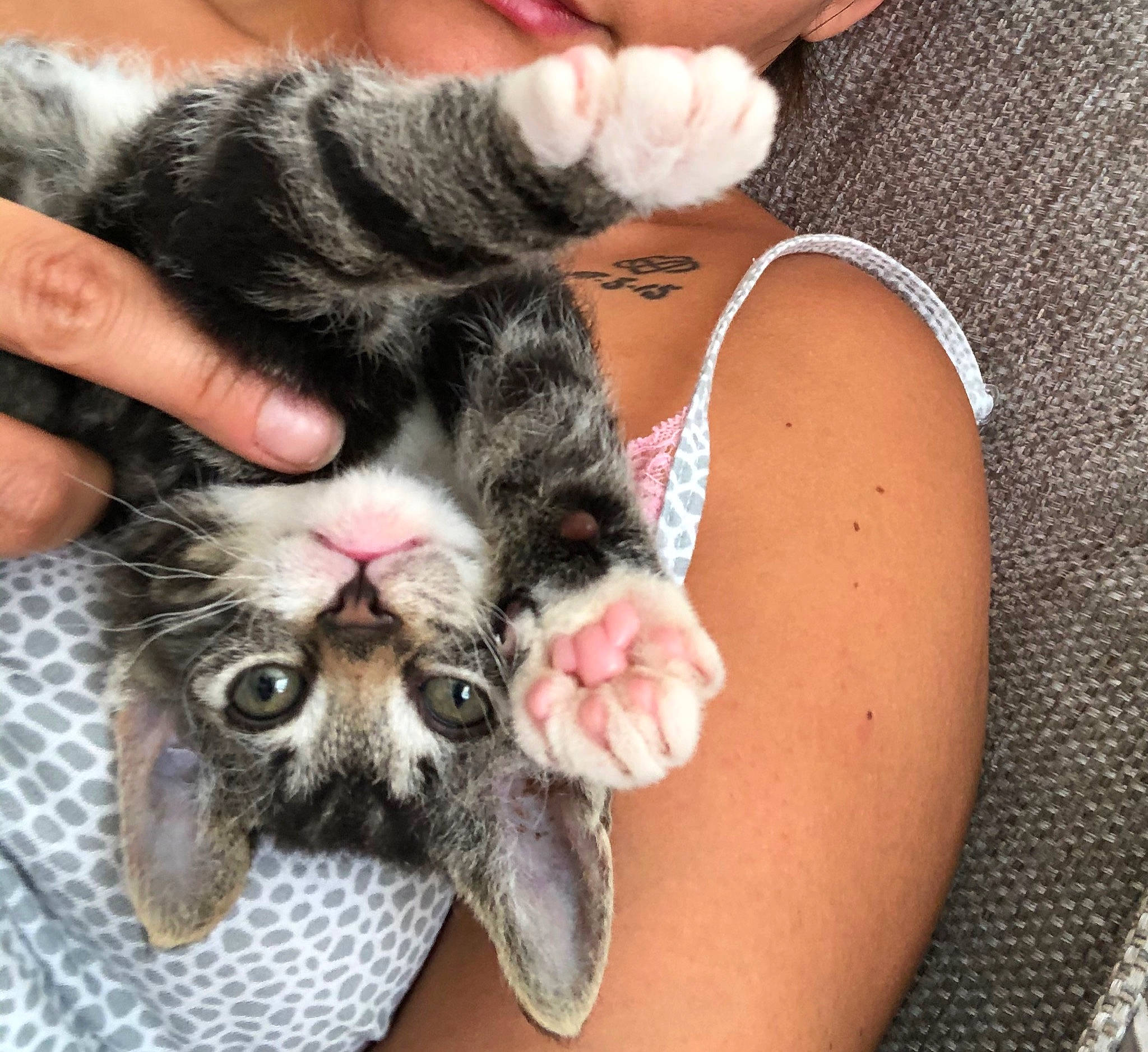 Teggs joined the competition — help win amazing prizes! american_shorthair, asian, carnivore, cat, claw, ear, european_shorthair, fawn, felidae, fur, hand, kitten, mammal, munchkin, norwegian_forest_cat, paw, polydactyl_cat, small_to_medium_sized_cats, tabby_cat, whiskers