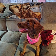 Cocoa is registered to the contest to win money with this photo: animal, blanket, brown_dog, collar, companion_animal, couch, curtain, dog, happy, indoors, living_room, open_mouth, panting, pet, pink_harness, portrait, red_clothing, scruffy_dog, sitting, sofa