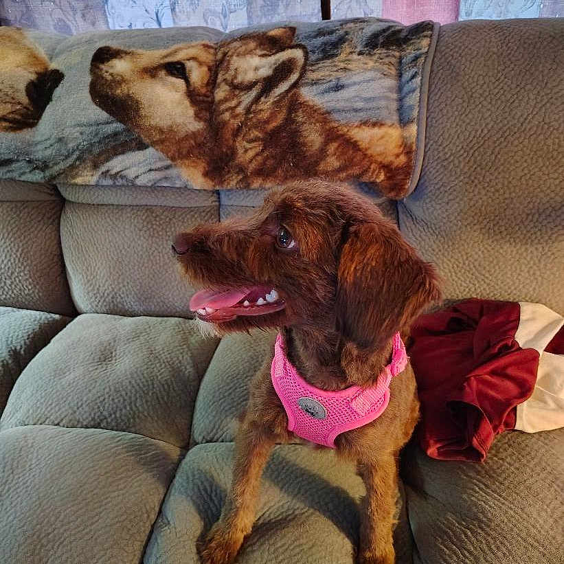 Cocoa