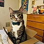 Zippy joined the competition — help win amazing prizes! animal, bed, bow_tie, cardboard_box, cat, close_up, cute, domestic_cat, dresser, ears, furniture, indoor, looking, pet, poster, sitting, striped, tabby, wall, whiskers