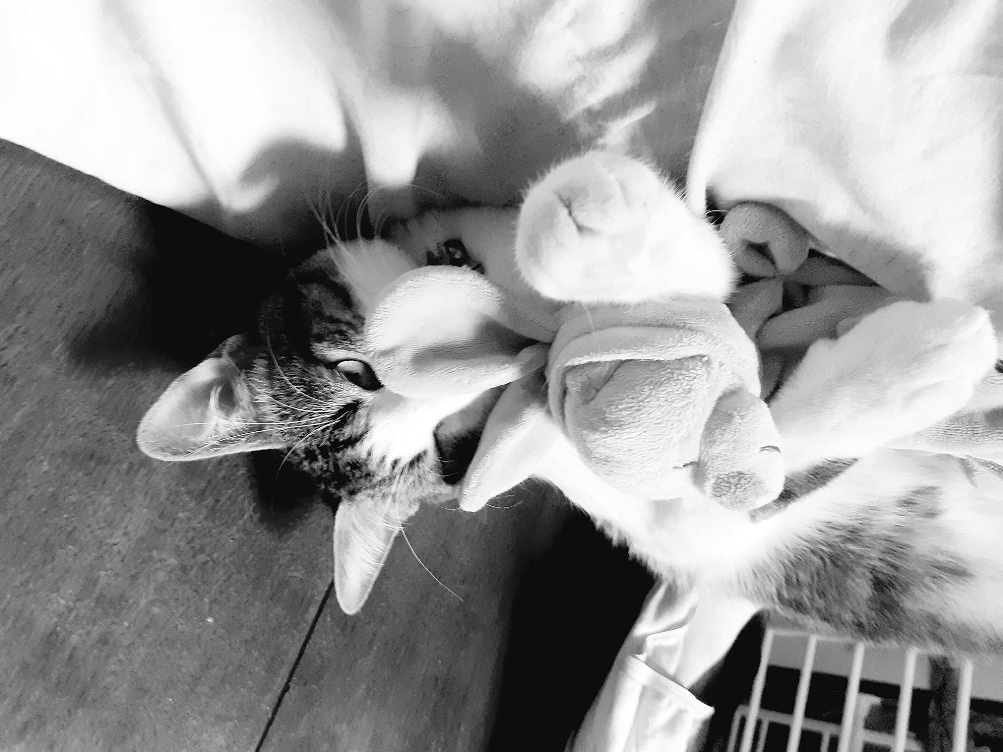 Prince a rejoint le concours — aidez-le/la à gagner de superbes lots ! black_and_white, bouquet, close_up, cut_flowers, feather, flower, flowering_plant, fur, grey, happy, human_leg, monochrome, monochrome_photography, petal, plant, still_life_photography, stock_photography, style, white, wing