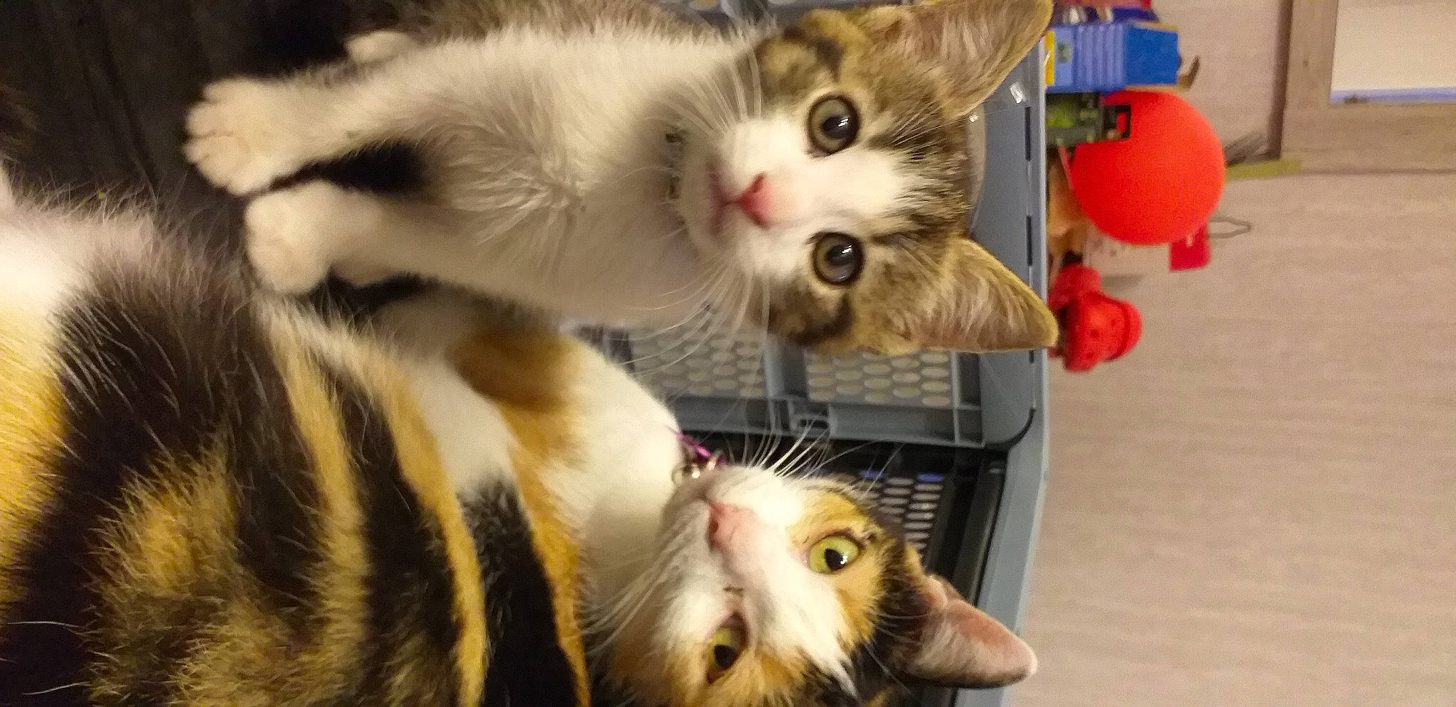 Prince participe au concours pour gagner de l'argent avec cette photo : animal_shelter, carnivore, cat, claw, domestic_short_haired_cat, fawn, felidae, fur, mammal, paw, photo_caption, photography, small_to_medium_sized_cats, snapshot, snout, tail, vertebrate, whiskers