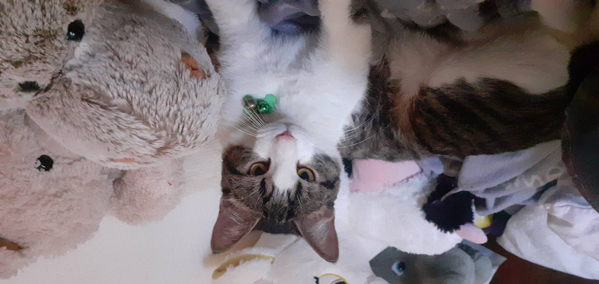 Prince participe au concours pour gagner de l'argent avec cette photo : carnivore, cat, claw, domestic_short_haired_cat, fang, felidae, fur, paw, photo_caption, small_to_medium_sized_cats, snout, tail, whiskers