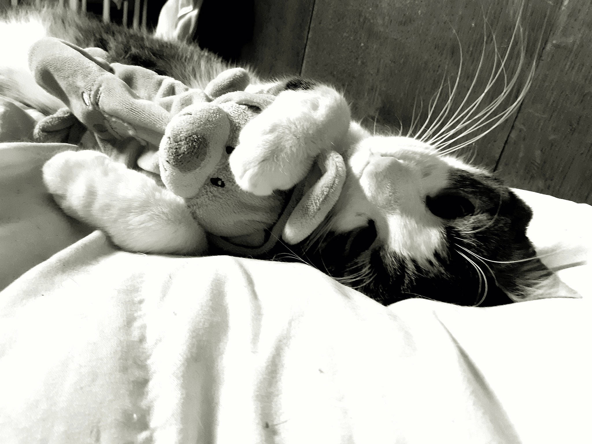 Prince participe au concours pour gagner de l'argent avec cette photo : black_and_white, carnivore, cat, comfort, companion_dog, dog_breed, fawn, felidae, grey, monochrome, monochrome_photography, paw, small_to_medium_sized_cats, snout, style, tail, terrestrial_animal, textile, toy, whiskers