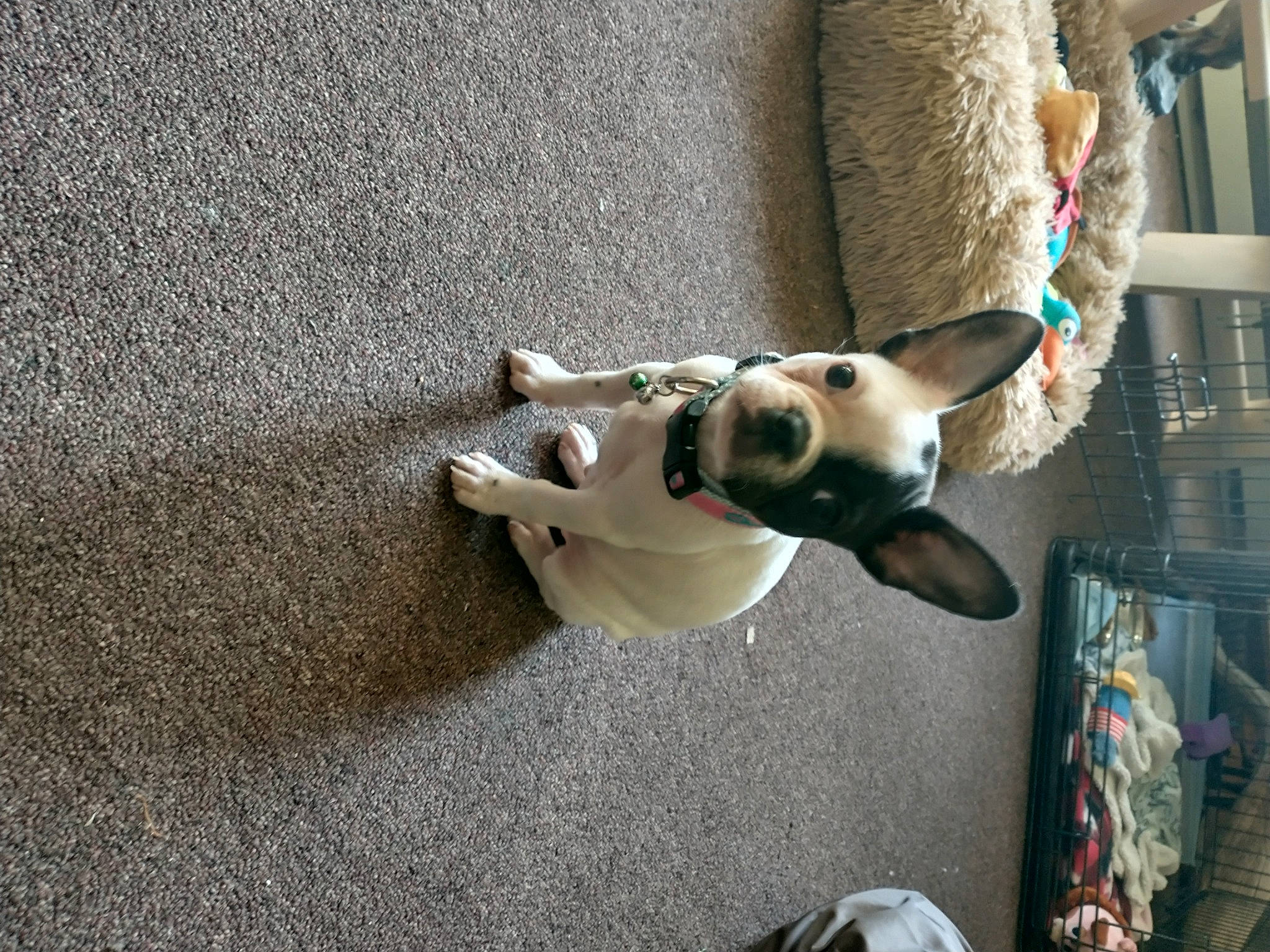 Gidget is registered to the contest to win money with this photo: art, asphalt, canidae, carnivore, comfort, companion_dog, dog, dog_breed, fawn, flooring, fun, fur, human_leg, snout, sporting_group, stuffed_toy, tail, thigh, toy, wood