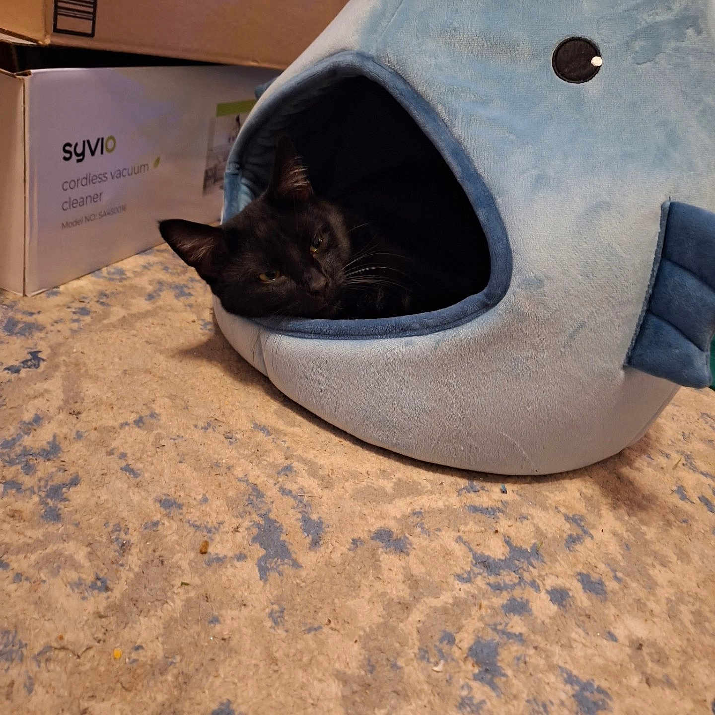 Onyx Storm is registered to the contest to win money with this photo: animal, black_cat, cardboard_boxes, carpet, cat, comfortable, cozy, cute, domestic, floor, fur, home, indoor, pet, plush_bed, relaxed, resting, sleepy, soft, whale_shape