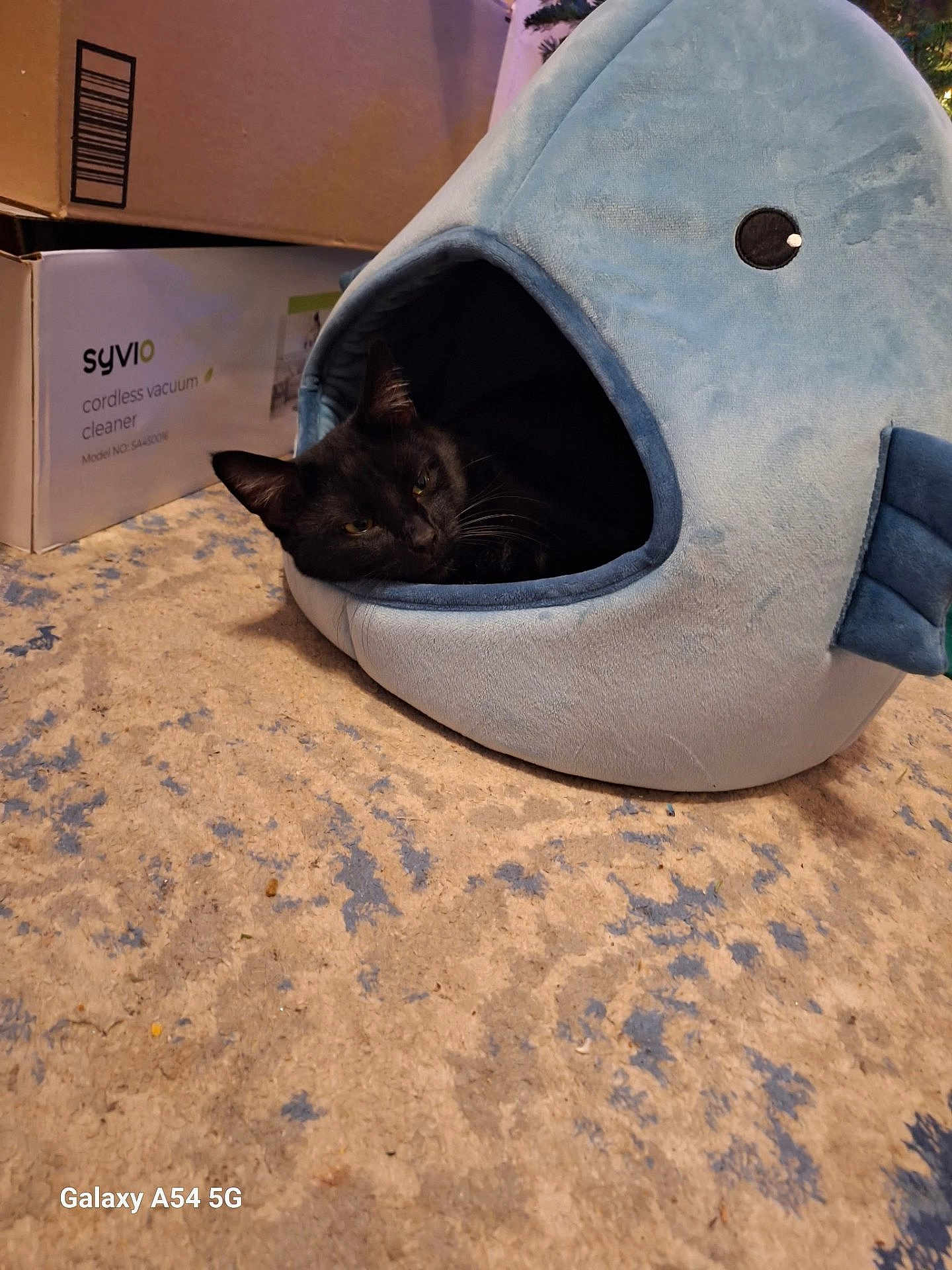 Onyx Storm is registered to the contest to win money with this photo: cat, black_cat, plush_bed, whale_shape, carpet, indoor, cardboard_boxes, pet, cozy, resting, animal, fur, home, floor, sleepy, cute, soft, comfortable, relaxed, domestic