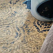 Onyx Storm is registered to the contest to win money with this photo: cat, pet_bed, shark_shape, carpet, chair, cushion, striped, indoor, home, cozy, furniture, black_cat, animal, resting, soft, floor, curtain, wood, relaxation, quiet