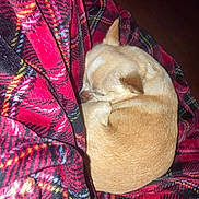 Twinkie joined the competition — help win amazing prizes! dog, sleeping, blanket, plaid, cozy, tan, curled_up, fur, indoor, pet, resting, warm, comfort, animal, cute, small_dog, relaxation, soft, pattern, fleece