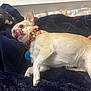 dog, small_dog, chihuahua, light_tan_fur, collar, bow, tongue_out, licking, blanket, fuzzy_blanket, indoor, resting, pet, cute, playful, animal, lying_down, cozy, close_up, fur