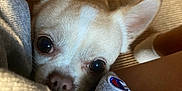 Twinkie joined the competition — help win amazing prizes! dog, chihuahua, pet, close_up, curious, peeking, eyes, nose, ears, fur, light_beige, carpet, fabric, clothing, soft, indoor, cute, animal, companion, small_dog