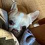 dog, chihuahua, pet, close_up, curious, peeking, eyes, nose, ears, fur, light_beige, carpet, fabric, clothing, soft, indoor, cute, animal, companion, small_dog