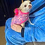 dog, small_dog, chihuahua, pet, sweater, pink, bow, person, hand, lap, blue_robe, cozy, indoors, floor, carpet, furniture, cute, animal, portrait, sitting
