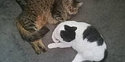Mr. Biggles is registered to the contest to win money with this photo: animal, black_and_white_cat, blanket, cat, cozy, cute, domestic, feline, floor, fur, indoor, laying_down, multiple_cats, pet, relaxed, resting, sleeping, tabby_cat, tile_floor, toy_mouse