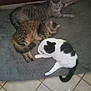 Mr. Biggles is registered to the contest to win money with this photo: cat, tabby_cat, black_and_white_cat, pet, animal, feline, sleeping, resting, cozy, blanket, floor, tile_floor, toy_mouse, indoor, domestic, fur, cute, relaxed, multiple_cats, laying_down