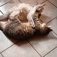 Mr. Biggles is registered to the contest to win money with this photo: cat, animal, pet, feline, two_cats, playing, floor, tile_floor, domestic, fur, whiskers, ears, paws, resting, cuddle, companions, indoor, cute, sleepy, interaction