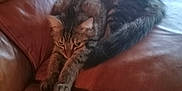 Mr. Biggles joined the competition — help win amazing prizes! cat, tabby, stretching, leather_couch, indoor, feline, pet, relaxed, brown, fur, animal, home, cozy, resting, whiskers, ears, tail, paws, looking, curious