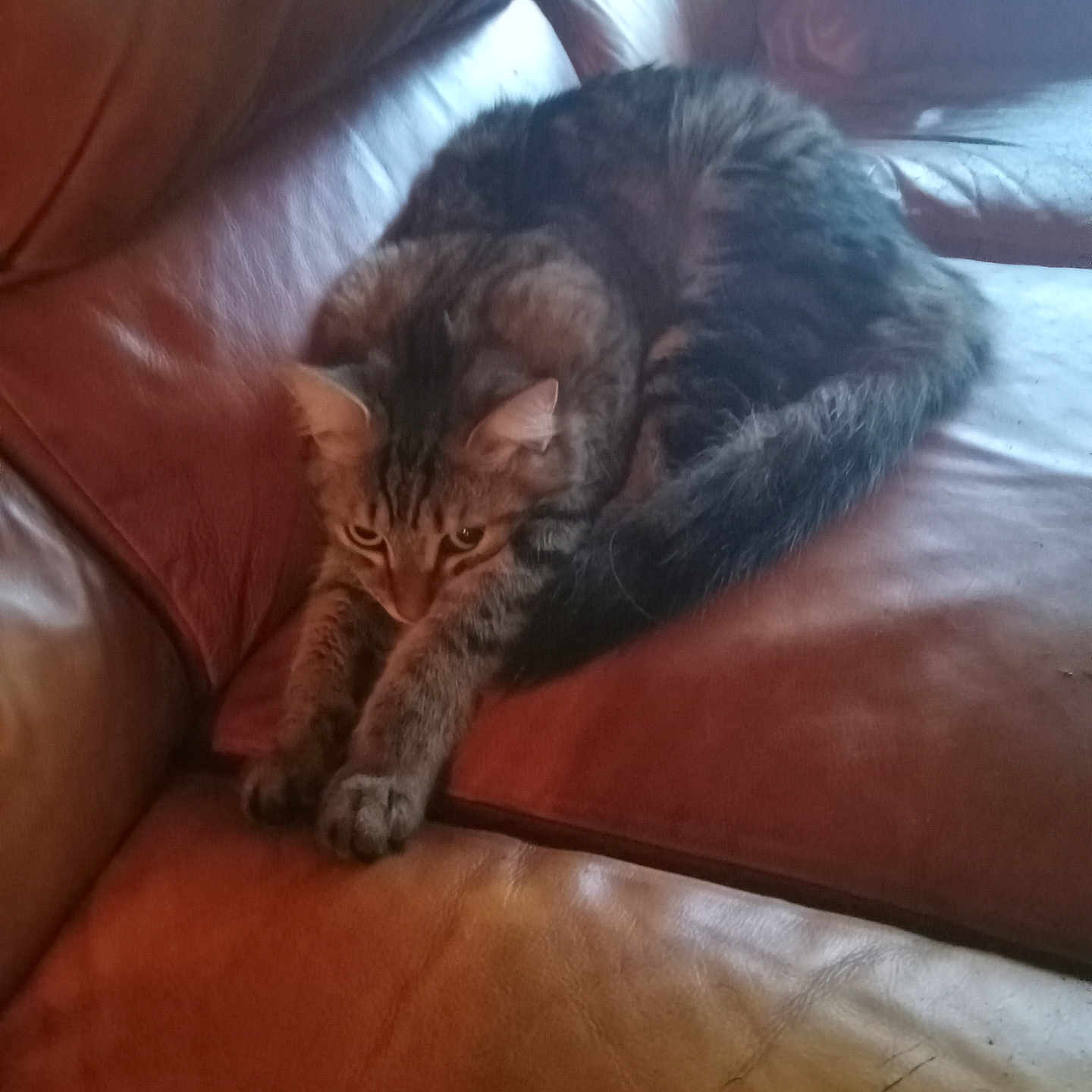 Mr. Biggles joined the competition — help win amazing prizes! animal, brown, cat, cozy, curious, ears, feline, fur, home, indoor, leather_couch, looking, paws, pet, relaxed, resting, stretching, tabby, tail, whiskers