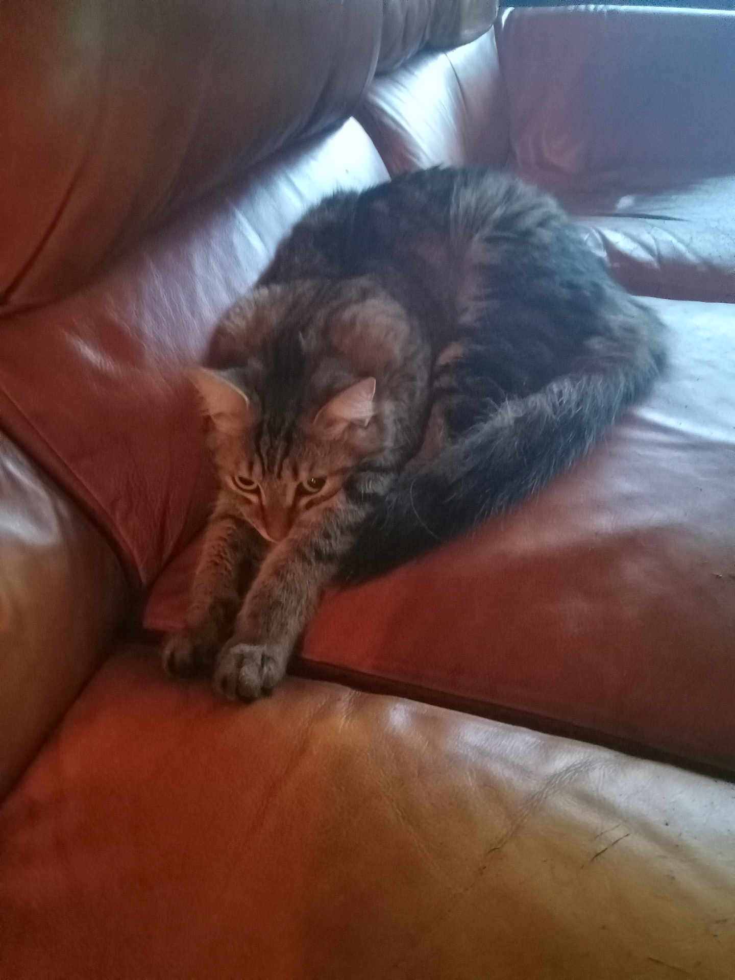 Mr. Biggles joined the competition — help win amazing prizes! cat, tabby, stretching, leather_couch, indoor, feline, pet, relaxed, brown, fur, animal, home, cozy, resting, whiskers, ears, tail, paws, looking, curious