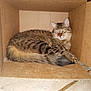 Mr. Biggles is registered to the contest to win money with this photo: cat, tabby_cat, cardboard_box, pet, animal, feline, resting, indoor, cute, fur, whiskers, tail, relaxed, eyes, paws, box, tabby, sleepy, cozy, domestic_cat