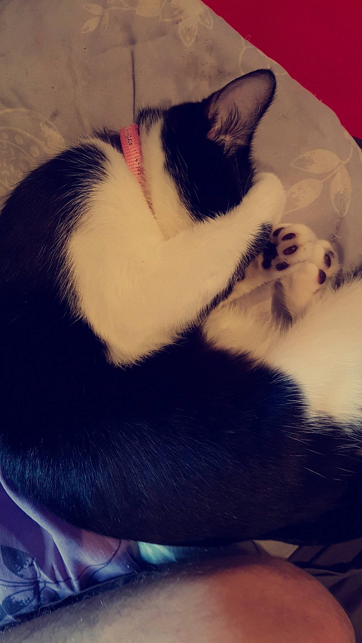 Nala a rejoint le concours — aidez-le/la à gagner de superbes lots ! black_and_white, carnivore, cat, domestic_short_haired_cat, ear, eye, felidae, fur, kitten, nap, nose, paw, polydactyl_cat, skin, sky, sleep, small_to_medium_sized_cats, snout, tail, whiskers