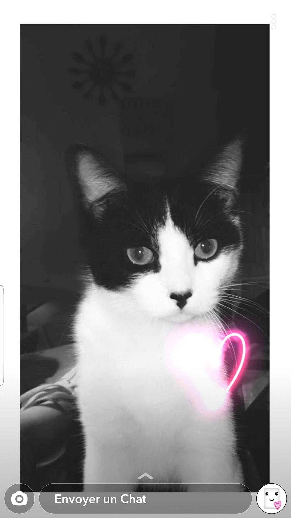 Nala a rejoint le concours — aidez-le/la à gagner de superbes lots ! american_wirehair, black, black_and_white, black_cat, carnivore, cat, domestic_short_haired_cat, felidae, fur, kitten, monochrome_photography, nose, paw, photography, polydactyl_cat, small_to_medium_sized_cats, snout, stock_photography, whiskers, white