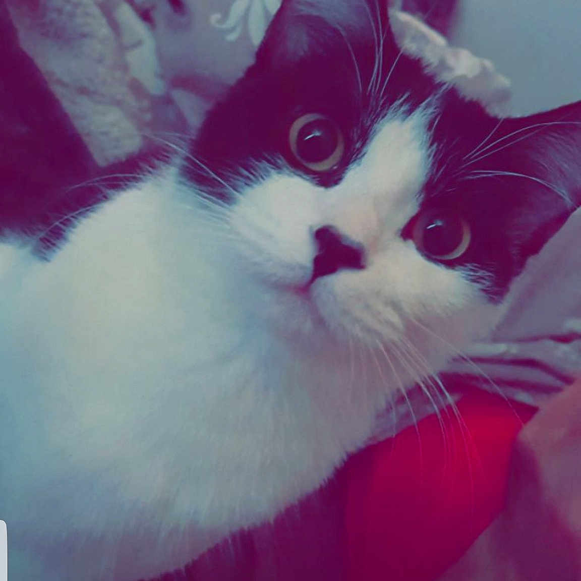 Nala a rejoint le concours — aidez-le/la à gagner de superbes lots ! carnivore, cat, domestic_short_haired_cat, felidae, kitten, norwegian_forest_cat, pink, small_to_medium_sized_cats, snout, tail, whiskers