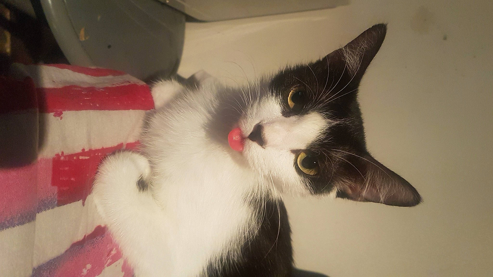 Nala participe au concours pour gagner de l'argent avec cette photo : black_and_white, carnivore, cat, domestic_short_haired_cat, ear, felidae, fur, kitten, leg, norwegian_forest_cat, polydactyl_cat, skin, small_to_medium_sized_cats, snout, tail, whiskers