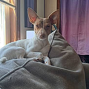 Bella joined the competition — help win amazing prizes! dog, pet, indoor, blanket, window, curtain, light, cozy, relaxed, small_dog, ears, resting, furniture, home, fabric, natural_light, brown, white, calm, portrait