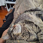 Leo is registered to the contest to win money with this photo: cat, tabby, sleeping, fluffy, pet, indoor, blanket, houndstooth, cozy, relaxed, whiskers, fur, animal, cute, nap, resting, soft, comfort, closeup, domestic_cat