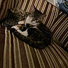 cat, cats, striped_couch, furniture, indoor, pet, sleeping, resting, fur, animal, cozy, tabby, calico, domestic_animal, two_animals, relaxing, companion, couch, striped_pattern, cute