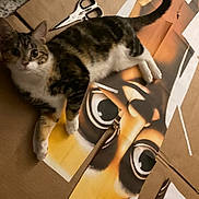 Tiki joined the competition — help win amazing prizes! cat, tabby_cat, scissors, cardboard, paper, craft, indoor, pet, animal, laying_down, curious, close_up, brown, white, orange, black, striped, feline, eyes, messy