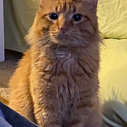 Boss is registered to the contest to win money with this photo: cat, orange_cat, fluffy, indoor, pet, animal, feline, curious, sitting, yellow_background, fur, whiskers, ears, eyes, calm, domestic_animal, portrait, cozy, home, cute