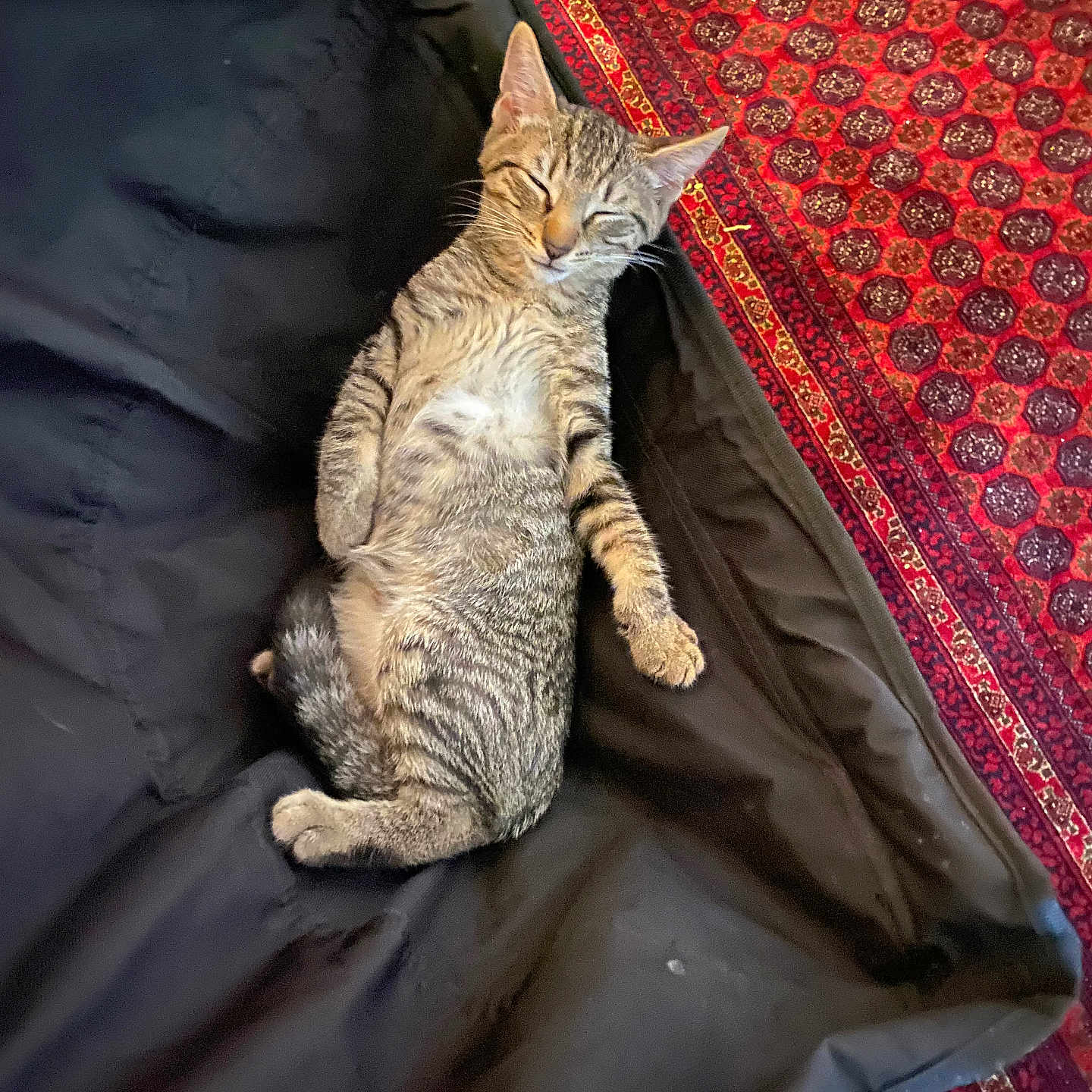 Mufasa joined the competition — help win amazing prizes! cat, kitten, tabby, sleeping, relaxed, black_fabric, carpet, patterned, red, indoor, pet, animal, fur, whiskers, cute, small, cozy, resting, floor, domestic