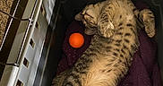 Mufasa joined the competition — help win amazing prizes! cat, tabby_cat, pet_carrier, purple_blanket, orange_ball, sleeping, relaxed, indoor, feline, fur, striped, paw, whiskers, resting, cozy, pet, animal, cute, domestic_cat, comfortable