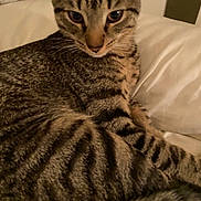 Mufasa is registered to the contest to win money with this photo: cat, tabby, animal, pet, feline, stripe_pattern, fur, whiskers, closeup, indoor, pillow, resting, cute, eyes, ears, comfort, soft, relaxed, mammal, domestic