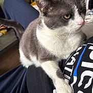 Choupette a rejoint le concours — aidez-le/la à gagner de superbes lots ! cat, gray_cat, white_cat, pet, indoor, lap, relaxed, animal, feline, whiskers, fur, domestic_animal, sitting, close_up, looking_away, person, clothing, casual, home, comfort