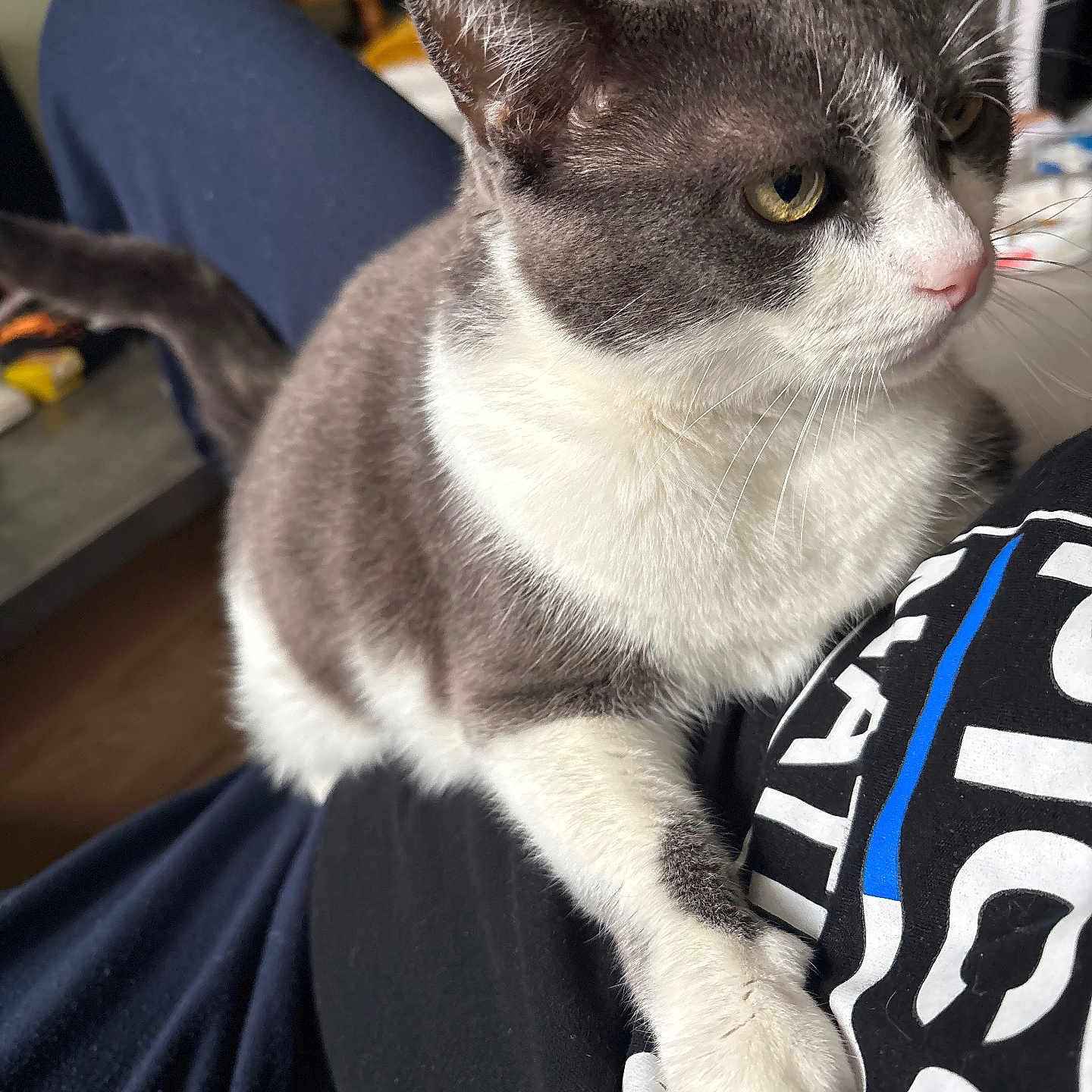 Choupette a rejoint le concours — aidez-le/la à gagner de superbes lots ! animal, casual, cat, close_up, clothing, comfort, domestic_animal, feline, fur, gray_cat, home, indoor, lap, looking_away, person, pet, relaxed, sitting, whiskers, white_cat