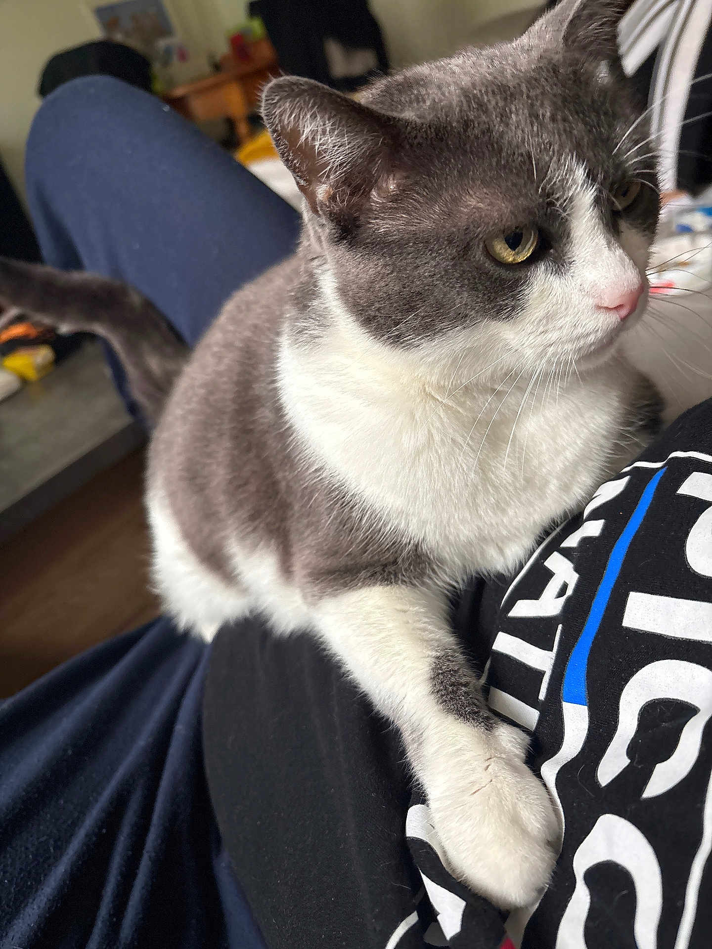 Choupette