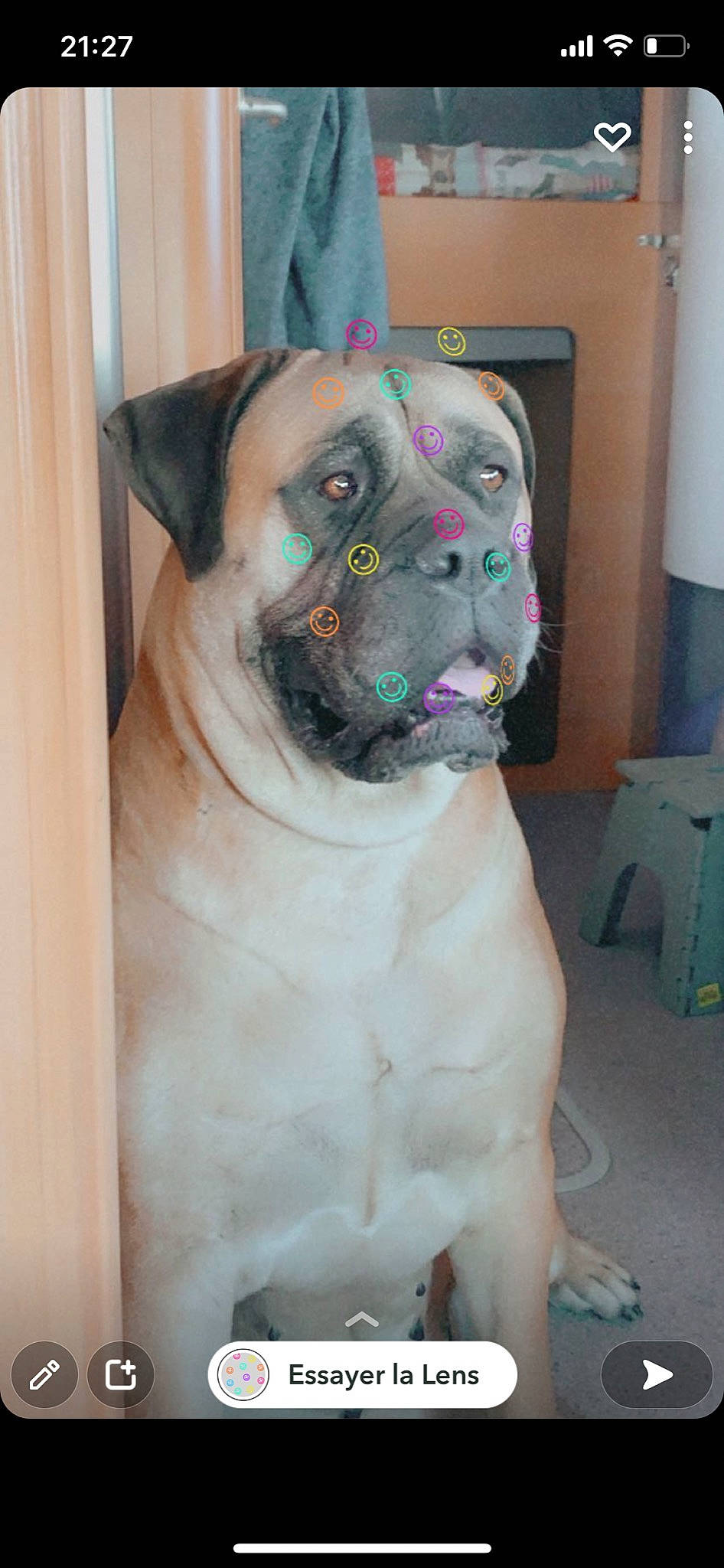 Jadis participe au concours pour gagner de l'argent avec cette photo : carnivore, collar, companion_dog, dog, dog_breed, dog_collar, fawn, head, non_sporting_group, snout, sporting_group, whiskers, working_animal, wrinkle