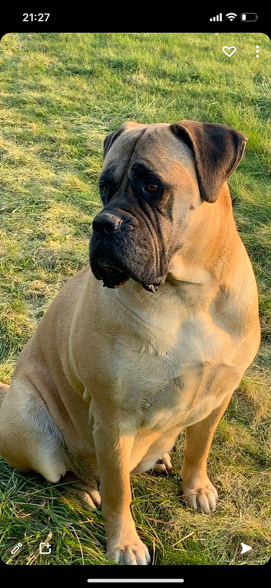 Jadis participe au concours pour gagner de l'argent avec cette photo : ancient_dog_breeds, boxer, bulldog, canidae, carnivore, companion_dog, dog, dog_breed, fawn, giant_dog_breed, grass, guard_dog, molosser, non_sporting_group, old_english_bulldog, snout, sporting_group, terrestrial_animal, working_dog, wrinkle
