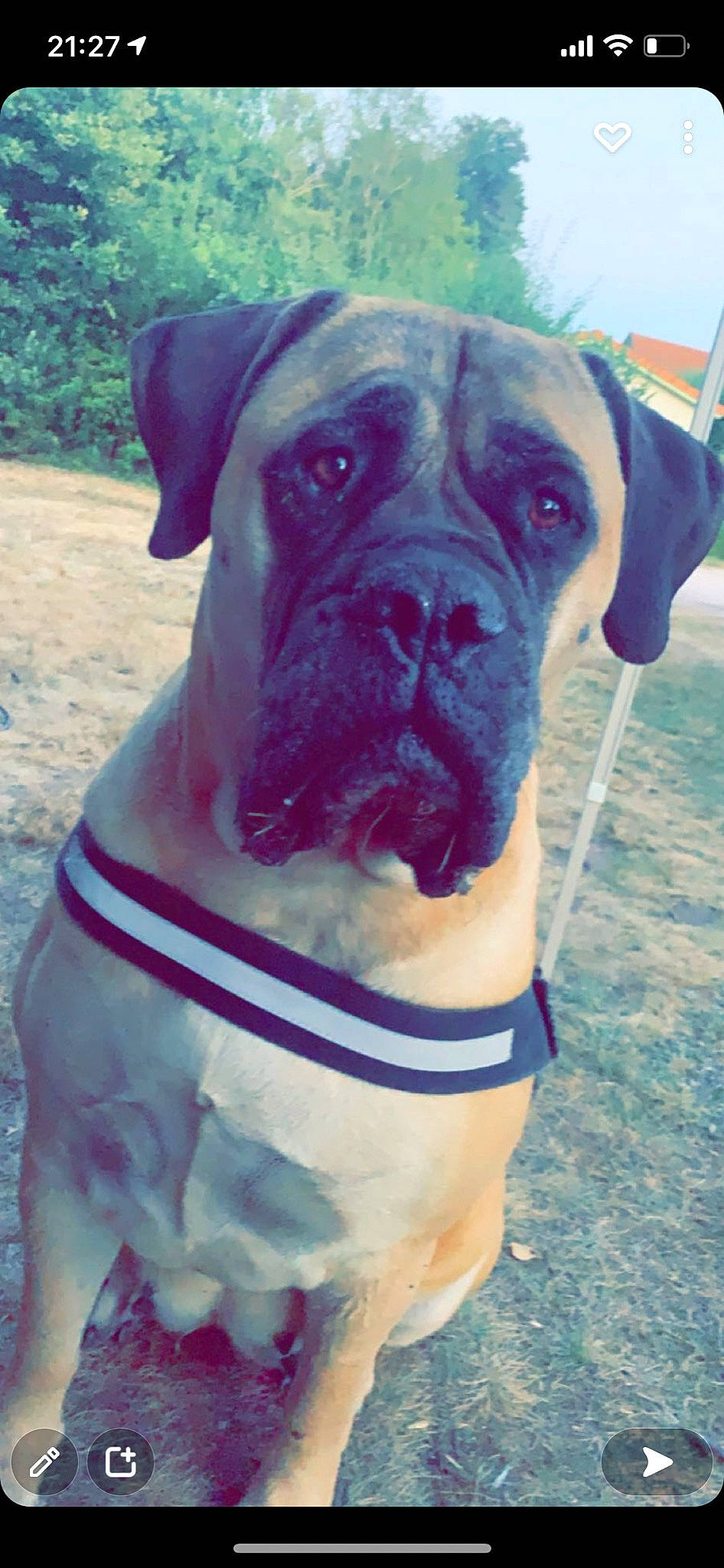 Jadis participe au concours pour gagner de l'argent avec cette photo : boxer, canidae, carnivore, collar, companion_dog, dog, dog_breed, dog_collar, electric_blue, fawn, giant_dog_breed, molosser, pet_supply, plant, snout, sporting_group, tree, whiskers, working_animal, wrinkle