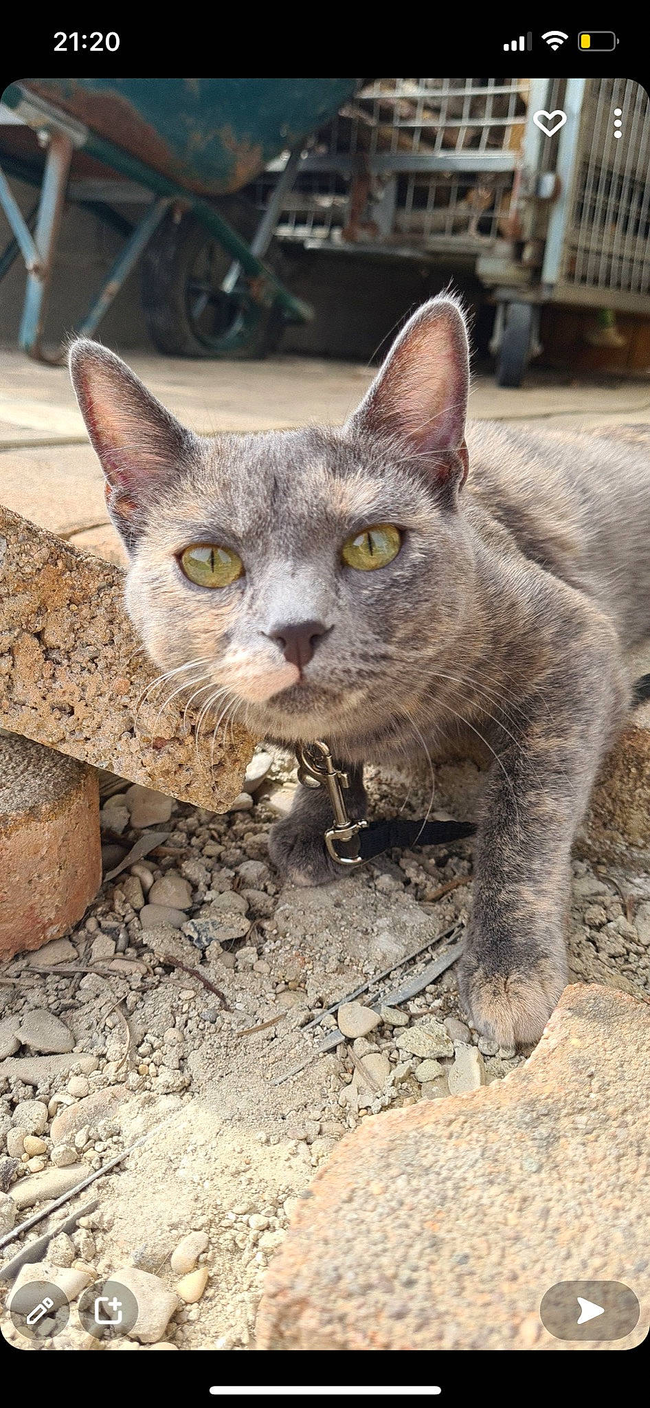 Mira a rejoint le concours — aidez-le/la à gagner de superbes lots ! carnivore, cat, chair, domestic_short_haired_cat, felidae, fur, russian_blue, small_to_medium_sized_cats, snout, soil, terrestrial_animal, whiskers, wildlife