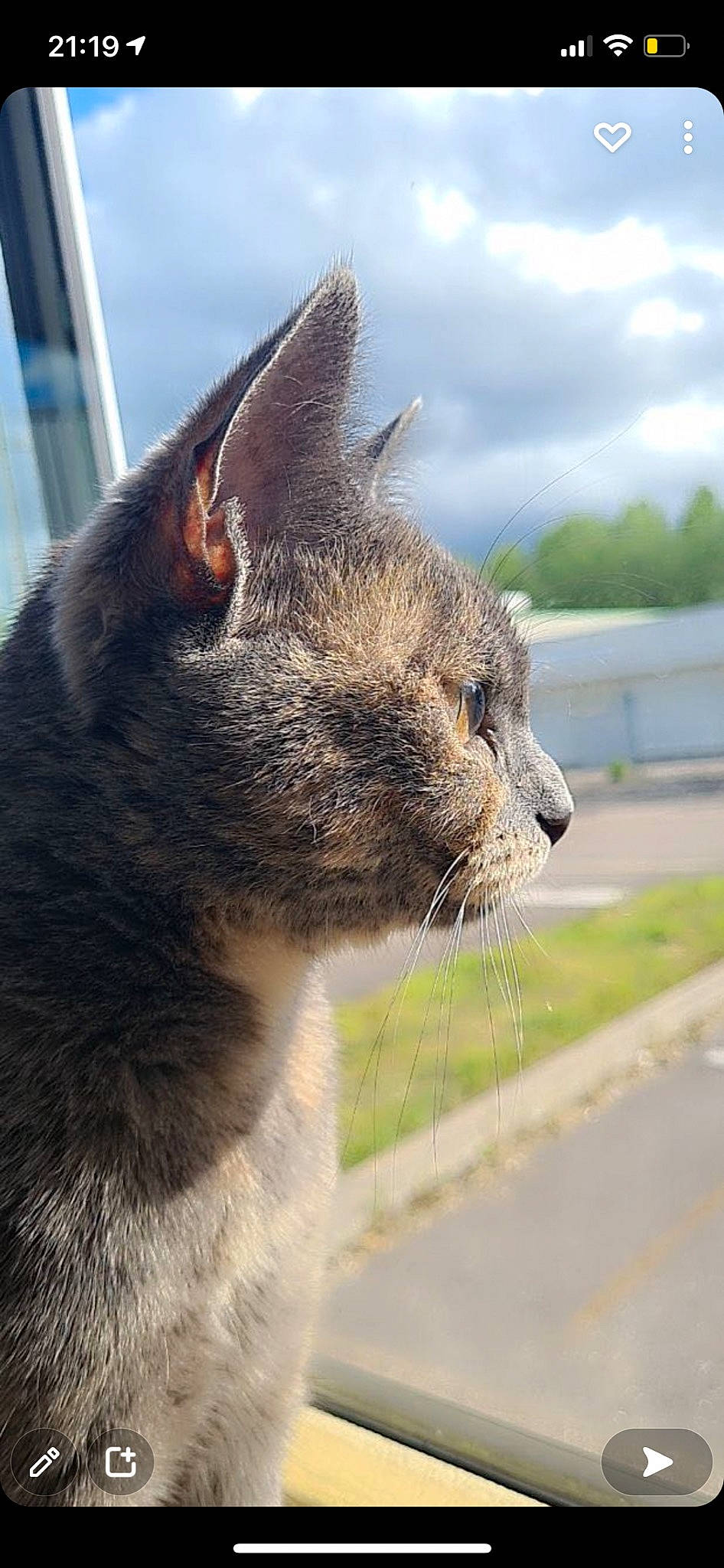 Mira a rejoint le concours — aidez-le/la à gagner de superbes lots ! carnivore, cat, cloud, domestic_short_haired_cat, felidae, fur, grass, grey, sky, small_to_medium_sized_cats, snout, tail, terrestrial_animal, whiskers