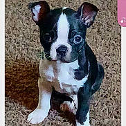 Mr. Jinx joined the competition — help win amazing prizes! dog, puppy, boston_terrier, black_and_white, carpet, sitting, ears, paw, cute, pet, indoor, portrait, looking_at_camera, fur, small_dog, whiskers, eyes, nose, companion_animal, home