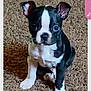 dog, puppy, boston_terrier, black_and_white, carpet, sitting, ears, paw, cute, pet, indoor, portrait, looking_at_camera, fur, small_dog, whiskers, eyes, nose, companion_animal, home