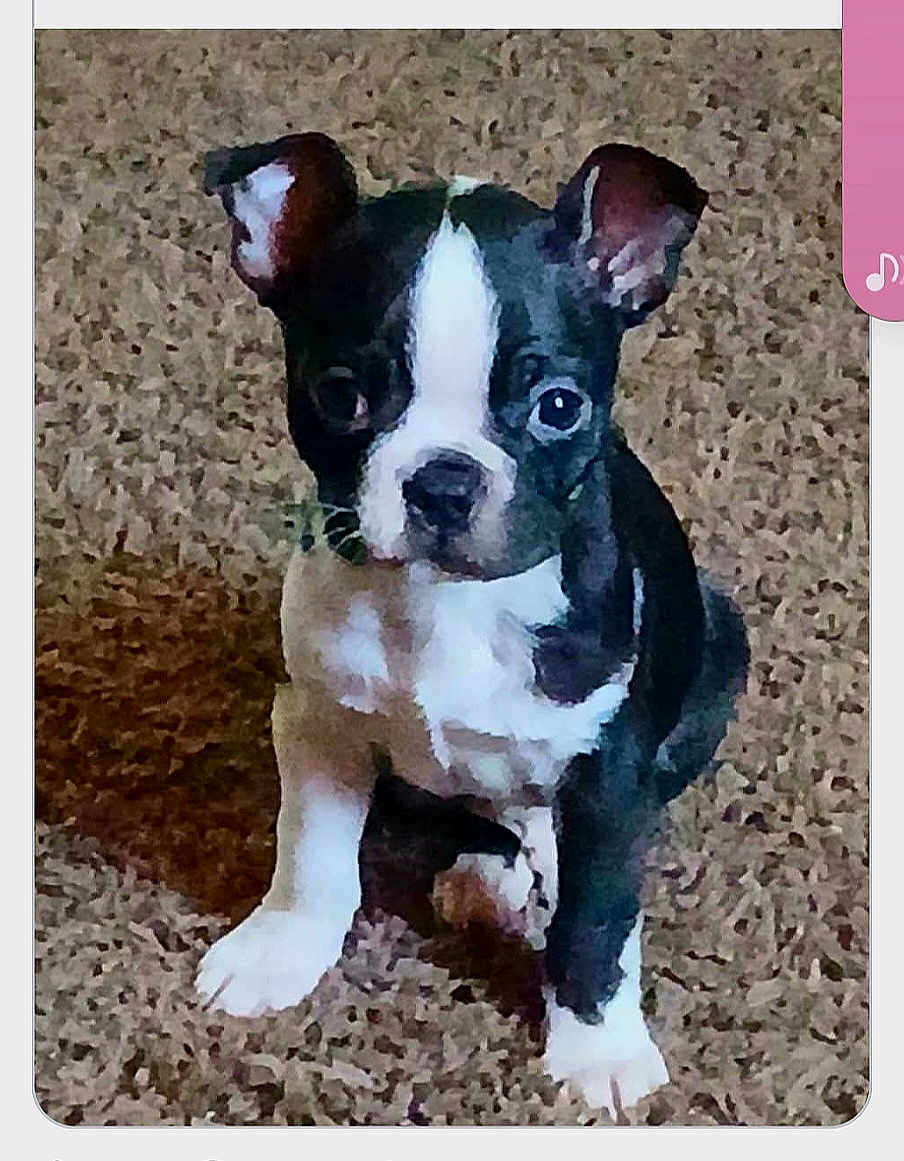 Mr. Jinx joined the competition — help win amazing prizes! dog, puppy, boston_terrier, black_and_white, carpet, sitting, ears, paw, cute, pet, indoor, portrait, looking_at_camera, fur, small_dog, whiskers, eyes, nose, companion_animal, home