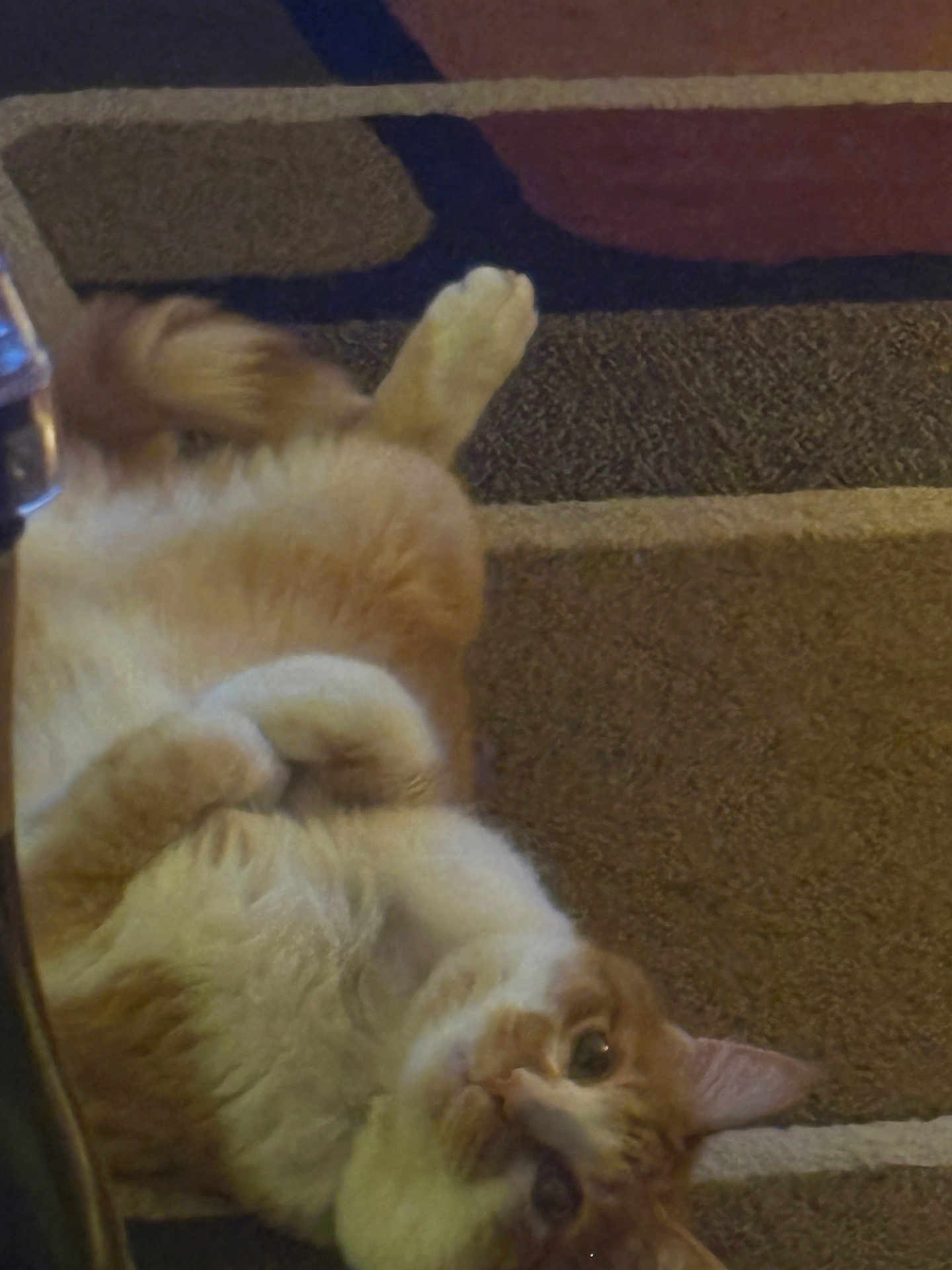 Cayenne