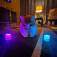 Cayenne is registered to the contest to win money with this photo: box, candle, carpet, cat, chair, collar, colorful_lighting, cozy, curtains, decor, furniture, glow, home, indoor, lamp, night, orange_cat, pet, table, wood_floor